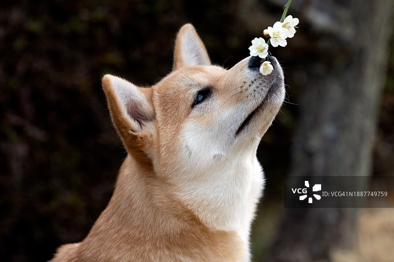 日本福岛县磐城市柴犬回眸特写图片素材