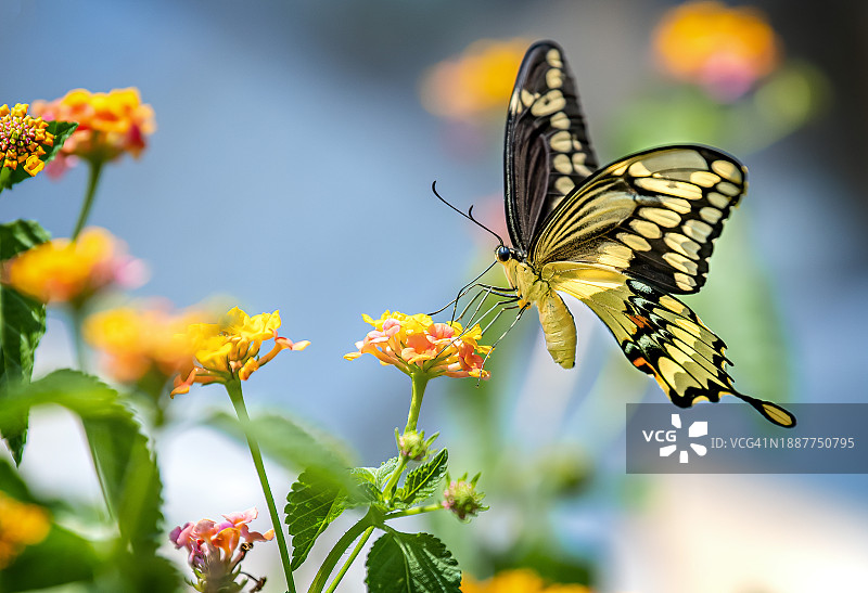 蝴蝶在花上授粉的特写，美国佛罗里达州斯普林希尔图片素材