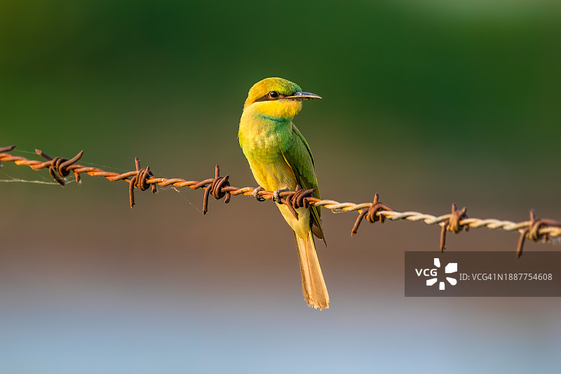 带刺铁丝网上栖息的蜜蜂特写，印度特伦甘纳邦海得拉巴图片素材