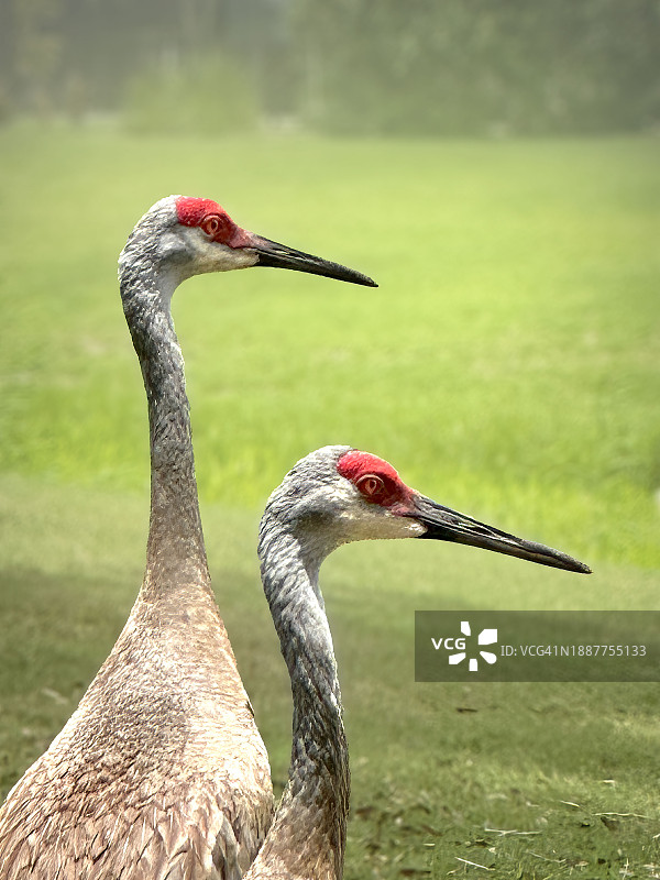 栖息在美国佛罗里达州户外环境中的鸟类特写图片素材
