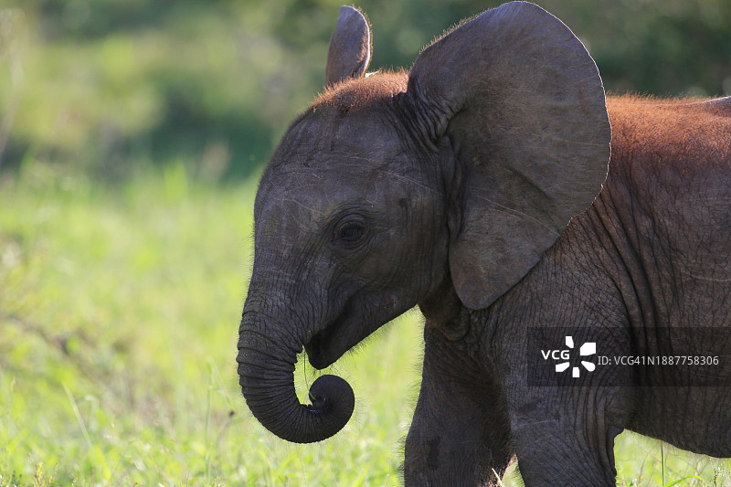 站在田野上的小象侧视图图片素材