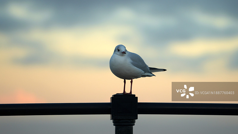 英国克利索普斯日落海鸥栖息特写图片素材