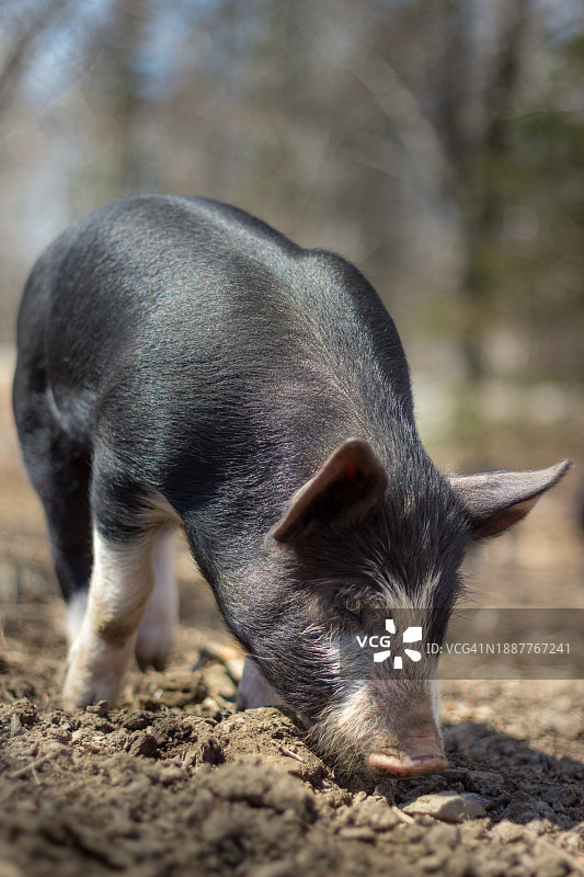 加拿大新斯科舍省迪格比市猪的田野特写图片素材