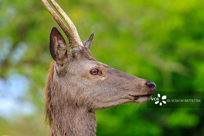 英国里士满红鹿特写图片素材