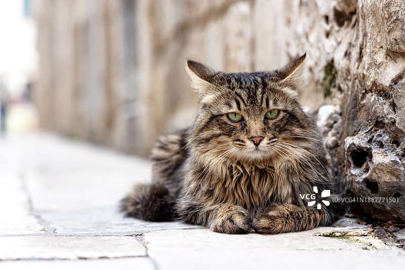 在克罗地亚杜布罗夫尼克人行道上休息的猫特写图片素材