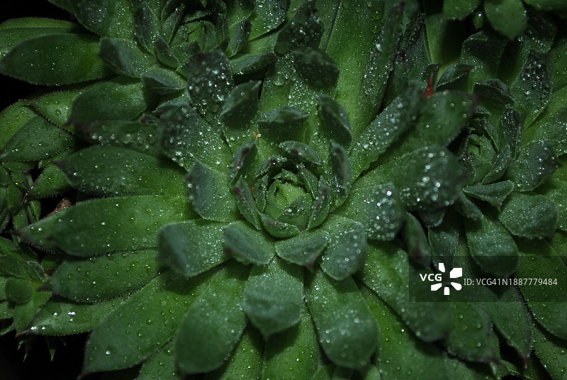 湿植物的特写镜头图片素材