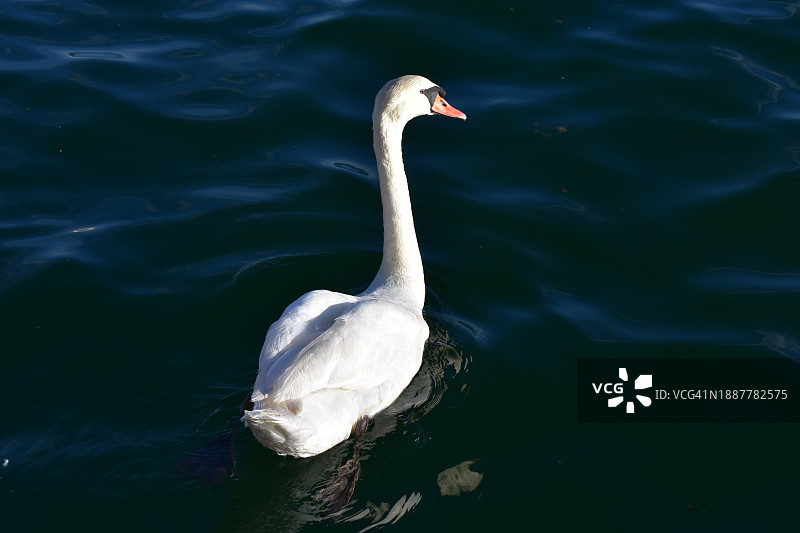 湖中哑天鹅游泳高角度景观图片素材