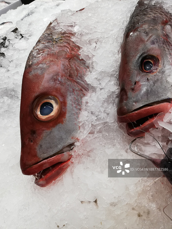 市场上出售的咸水鲷鱼特写图片素材