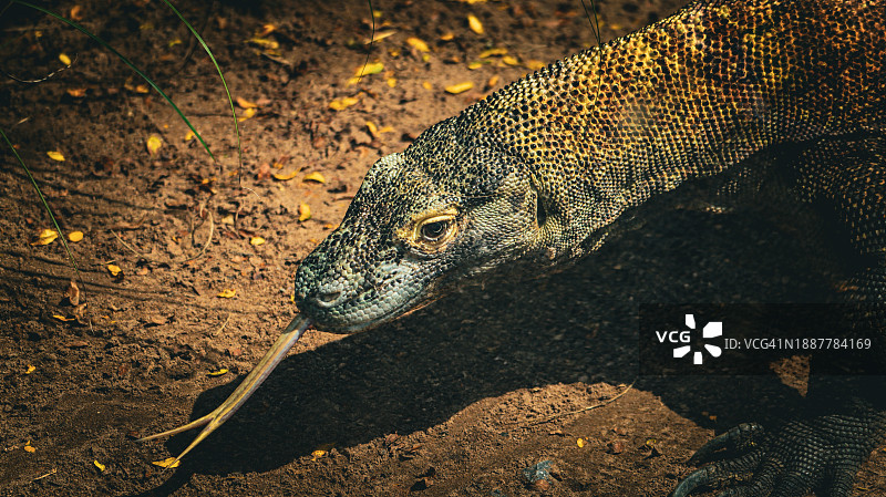 美国纽约陆地上科莫多龙俯视图图片素材