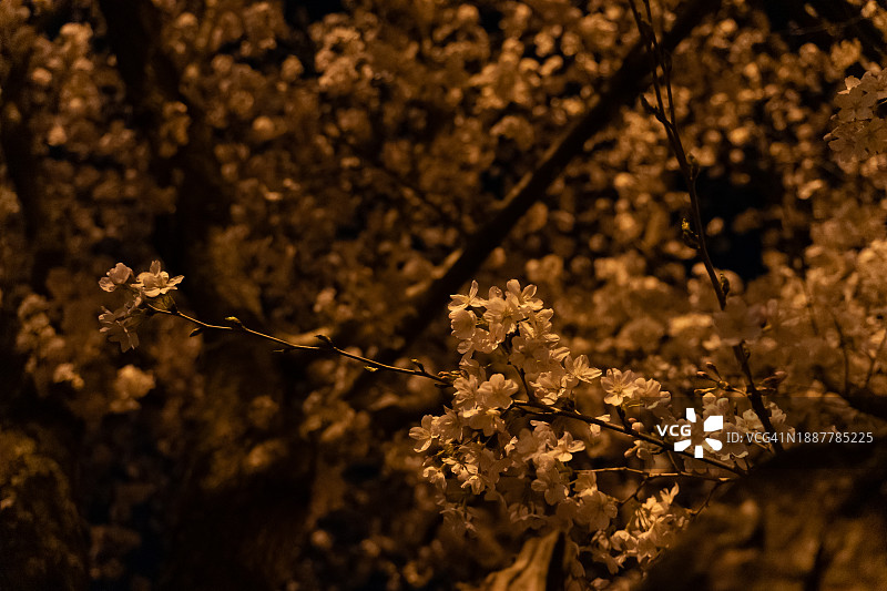 美国肯伍德樱花树特写图片素材
