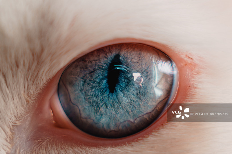 人眼特写，俄罗斯图片素材