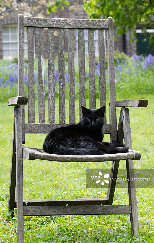 坐在椅子上的猫的画像图片素材