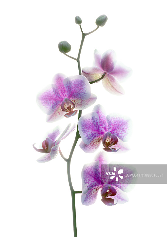 白色和粉色花纹的蝴蝶兰花朵和花苞图片素材