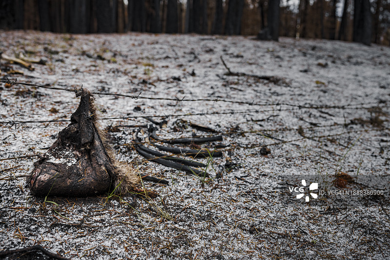 加拿大不列颠哥伦比亚省森林火灾后的动物遗骸图片素材