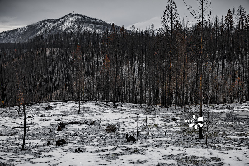 不列颠哥伦比亚省雪天的烧毁森林地区图片素材