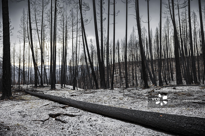 不列颠哥伦比亚省雪天的烧毁森林地区图片素材