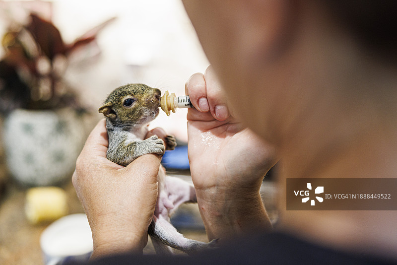 救助生病的松鼠：志愿者用注射器给松鼠喂食奶图片素材