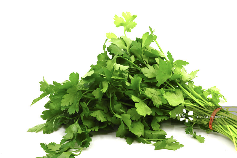 新鲜欧芹（皱叶欧芹）特写图片素材