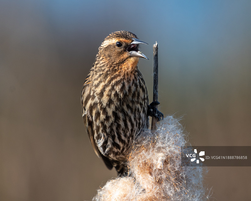 红翅黑鹂（雌性）图片素材