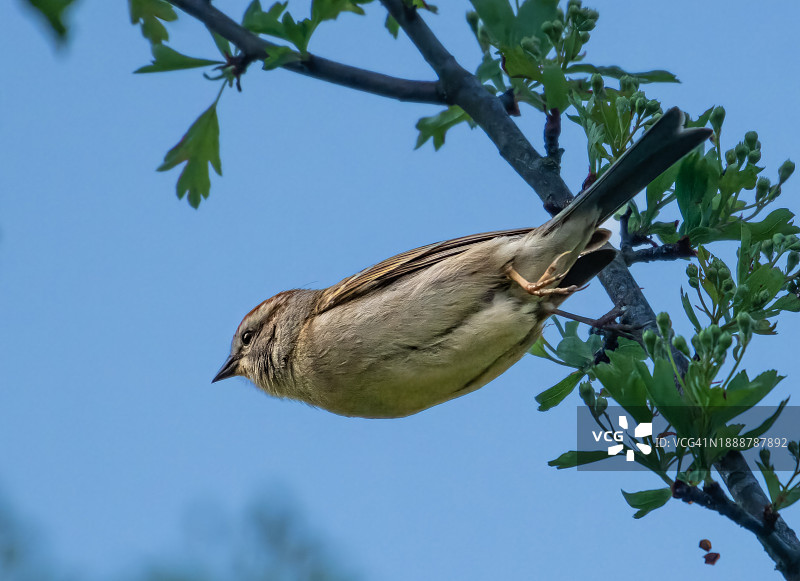 北美小鸣雀起飞图片素材