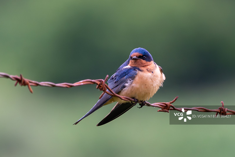 栖息家燕图片素材