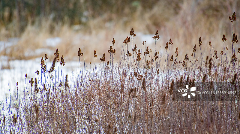 高高的枯草图片素材