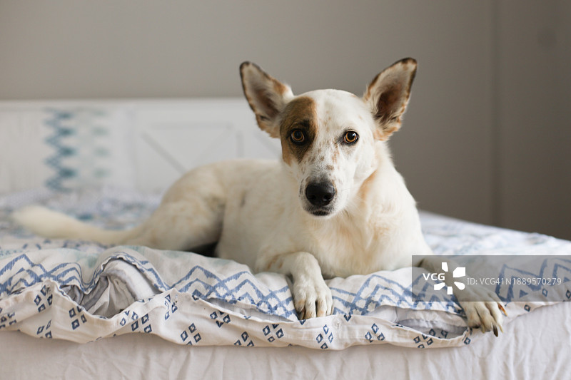 家里的杂种狗躺在床上图片素材