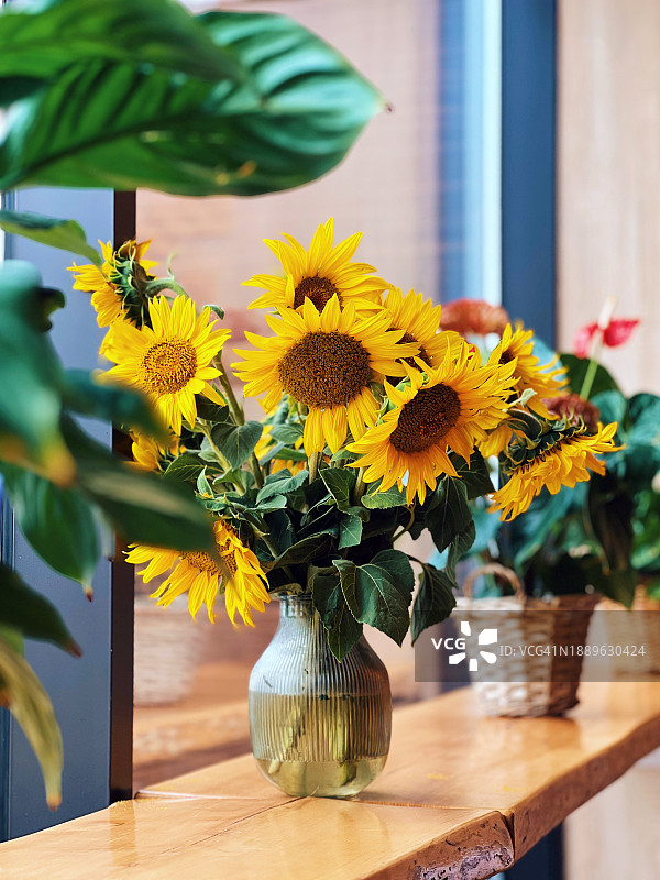 窗边的向日葵花束图片素材