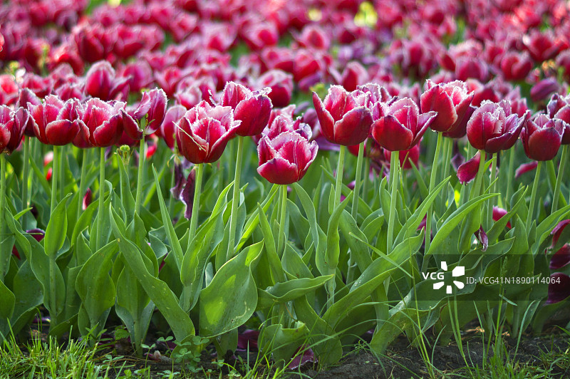乌克兰基洛夫格勒田野中红色郁金香特写图片素材