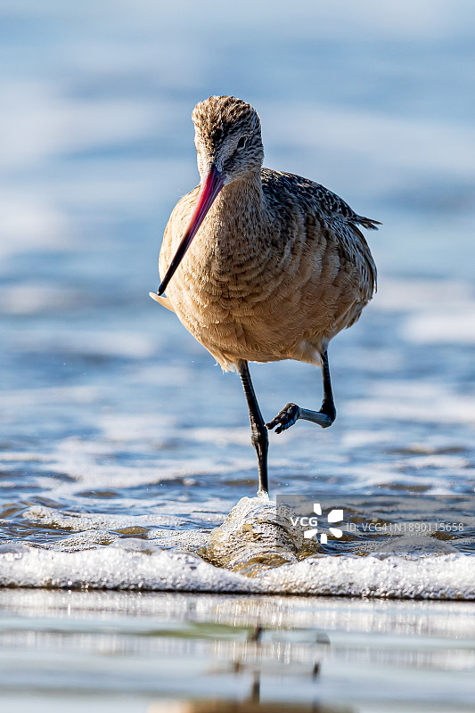 鹬在海滩岸边栖息的特写，位于美国加利福尼亚州圣西蒙图片素材
