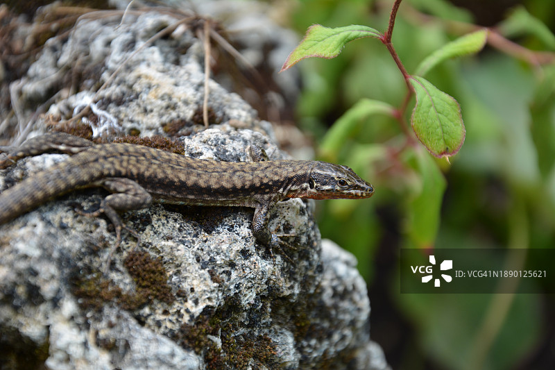 普通壁虎在岩石上的特写图片素材