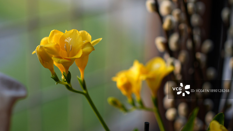 英国格里姆斯比黄色花卉植物特写图片素材