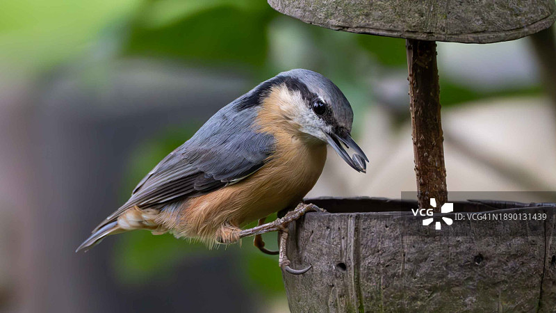 栖息在木头上的蓝山雀特写图片素材