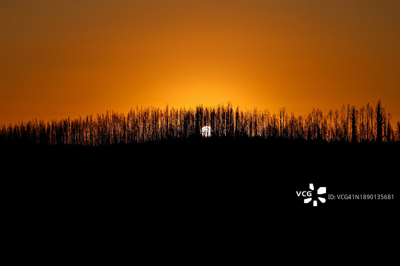 葡萄牙维塞乌 district 阿吉耶拉日落时分天空下的树木轮廓图片素材