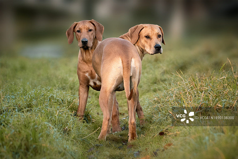 两只狗站在英国东萨塞克斯郡的田野上图片素材