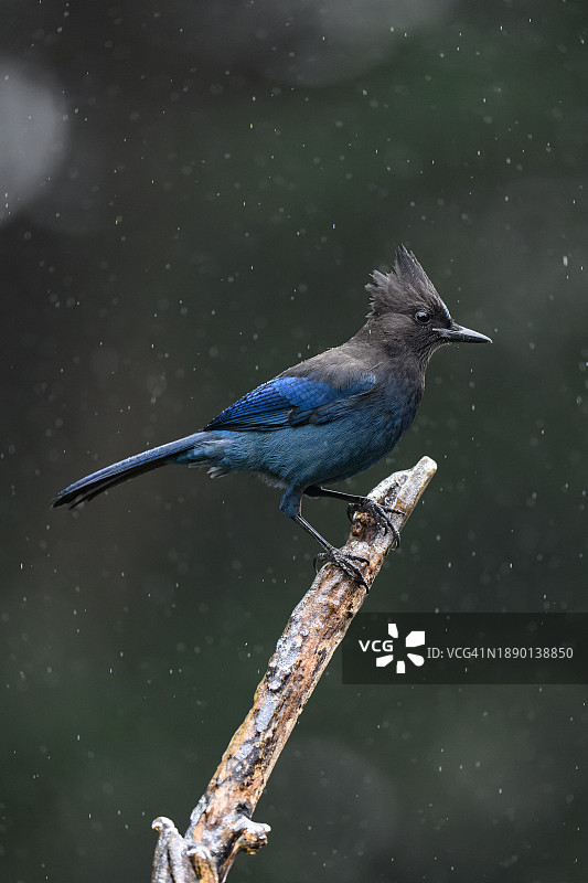 美国华盛顿州邦尼湖，欧亚鹮停栖在树枝上特写图片素材