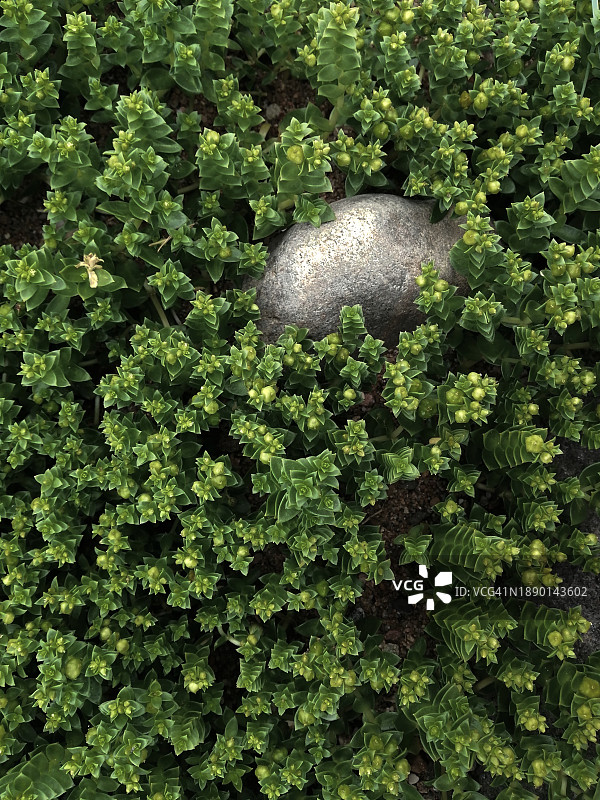 植物生长的高角度视角图片素材