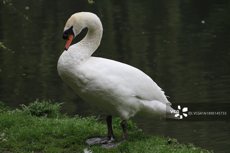 栖息在湖面上的大天鹅特写，英国梅尔顿莫布雷图片素材