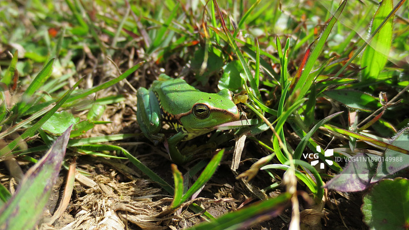 田野上树蛙特写图片素材