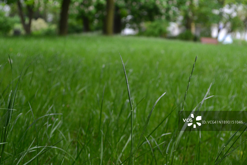 格鲁吉亚田野里草的特写图片素材
