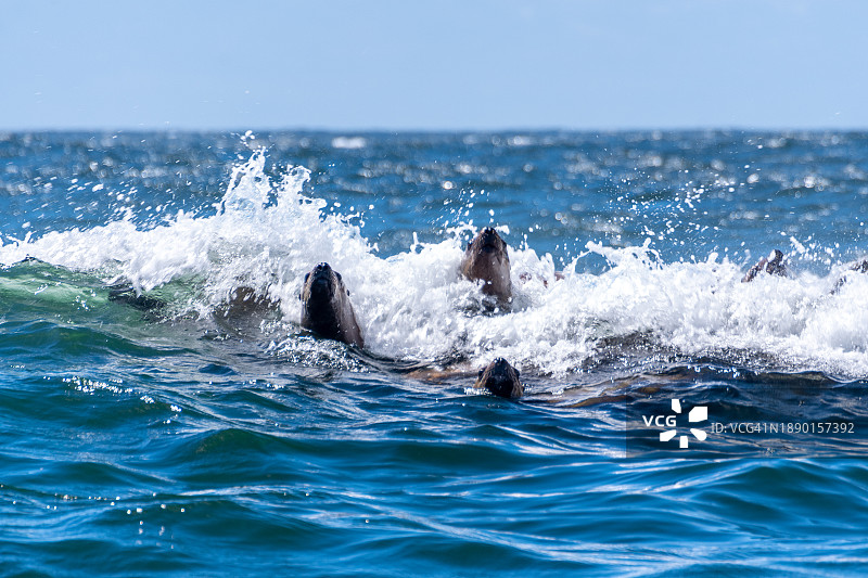 海中海豚游泳的俯视照片图片素材