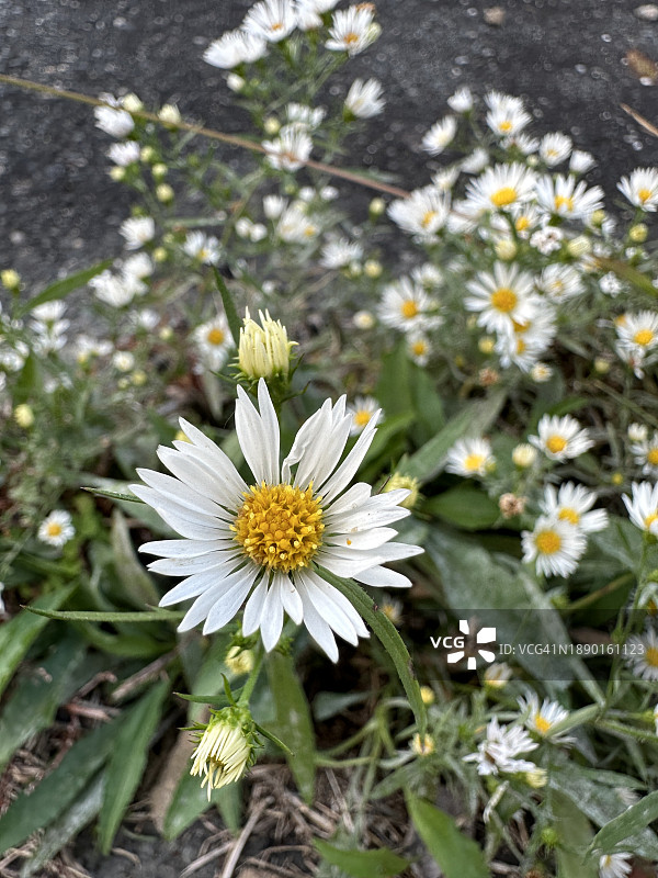 马里兰州哈弗里格雷斯白色雏菊花特写图片素材