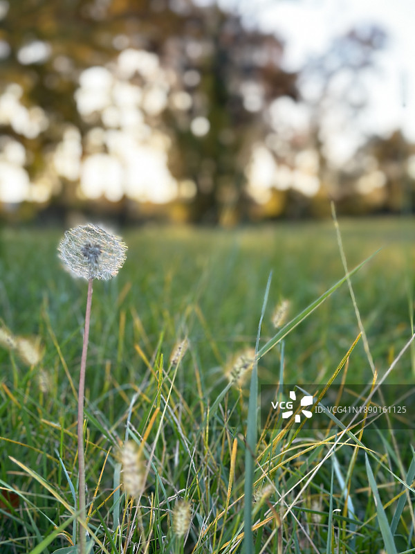 田野上的蒲公英特写，美国马里兰州哈弗德格雷斯图片素材
