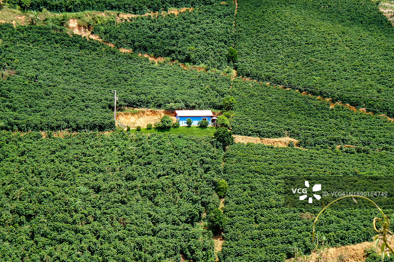 山地咖啡图片素材