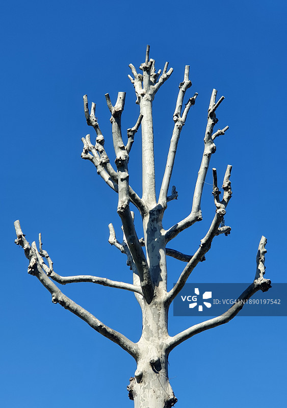 截顶树图片素材