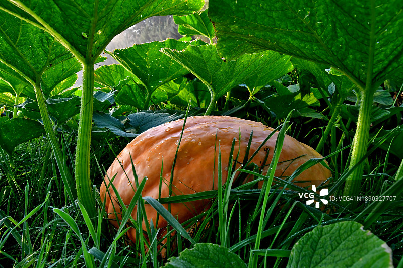田野里南瓜的特写图片素材
