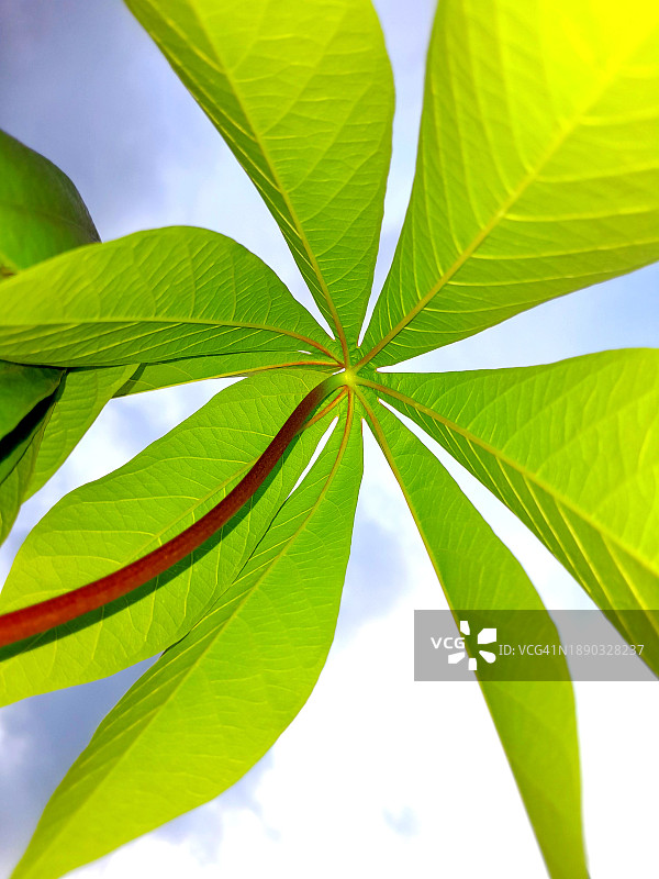 低角度拍摄天空下的树叶图片素材