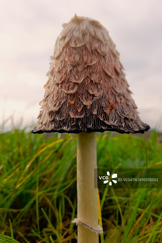 田间蘑菇生长特写图片素材