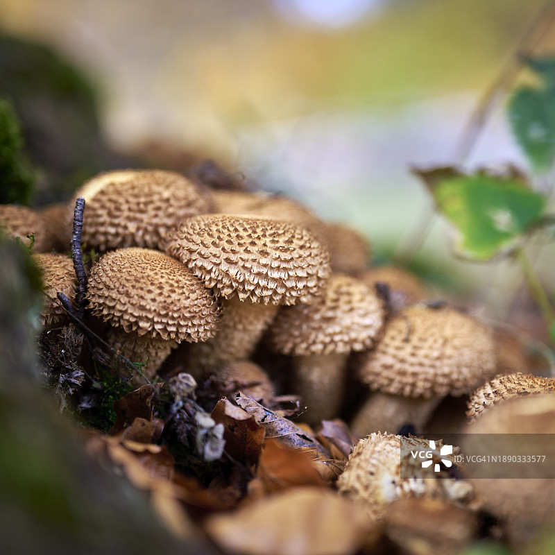 田间生长的蘑菇特写图片素材