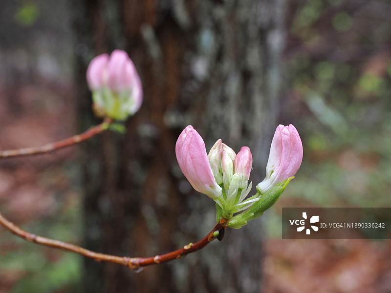 粉色花蕾特写，美国马萨诸塞州德罕镇图片素材